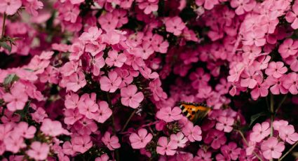 Coloca una pastilla de este abono casero de 4 ingredientes y tus plantas explotarán de flores todo el año