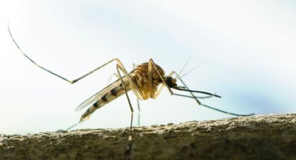 ¿Cómo ahuyentar los mosquitos? El mejor repelente casero hecho con pocos ingredientes