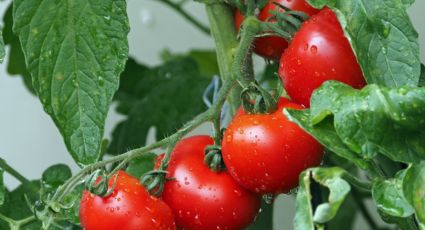 ¿Qué minerales necesita una planta de tomate para crecer?, toma nota de ellos