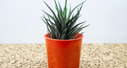 Haworthia attenuata: Aprende los cuidados del cactus cebra, la suculenta que adornará todo tu hogar