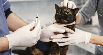 ¿Esterilizaron a tu gatito? Aprovecha tu ropa vieja para evitar que se quite las suturas