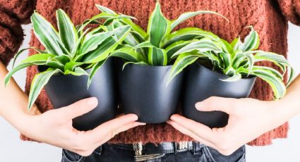 Plantas de interior: Propaga tu palo de agua usando un esqueje con la técnica infalible