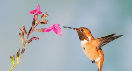 Receta para preparar néctar y alimentar a los colibríes de forma casera en esta primavera