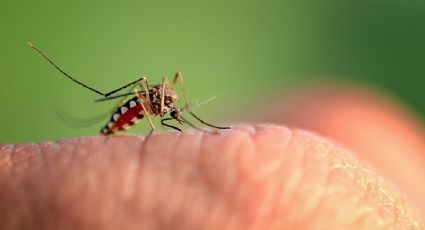 Truco casero: Prepara el mejor repelente de mosquitos con solo dos ingredientes de cocina