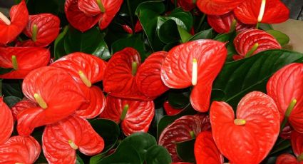 ¿Qué significa tener anturios rojos en casa?, 5 datos curiosos de esta hermosa flor