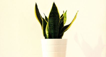 Sansevieria: Guía básica de cuidados para mantener en buen estado la lengua de suegra, según la ciencia