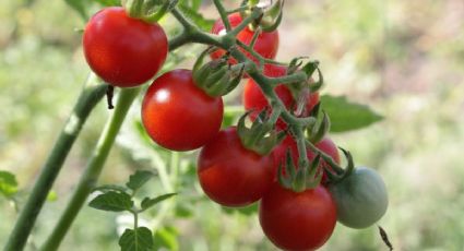 Abono orgánico: Un chorrito de esta bebida hará que tus plantas de tomate y pimiento crezcan al máximo