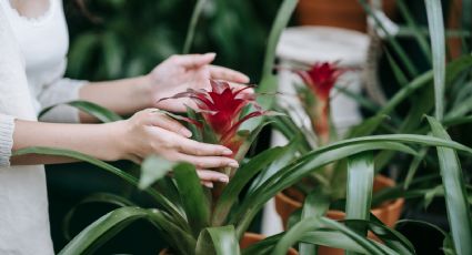 Plantas de interior: 4 plantas que no necesitan de luz solar y son fáciles de cuidar