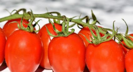 Un chorrito de este fertilizante orgánico y tendrás una cosecha abundante de tomates