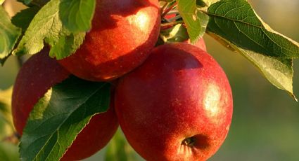 Así puedes germinar las semillas de manzana para cultivar tu propio árbol frutal en casa