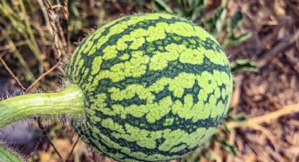 Huerto urbano: Las frutas y verduras que puedes cultivar en el final de la primavera