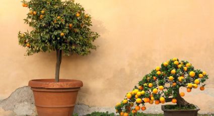 No necesitas un jardín entero, estos son los árboles frutales que puedes plantar en macetas