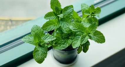 Huerto en casa: Utiliza tus botellas de plástico para sembrar esquejes de menta