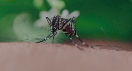 Truco con sal marina para eliminar los mosquitos de la casa PARA SIEMPRE