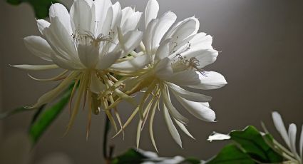 ¿Quieres ideas para un jardín nocturno? Estas son las flores que solo abren por las noches