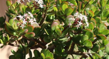 2 cucharaditas de esta composta y tu árbol de jade crecerá RÁPIDO