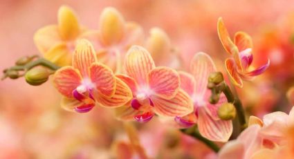 Haz florecer tus orquídeas para siempre con ayuda del vinagre y el azúcar