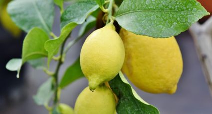 Huerto urbano: Aprende a cultivar un limonero en maceta con esta guía básica