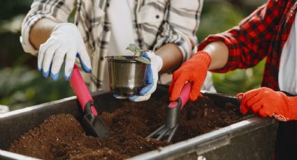 La dama de noche, conoce los cuidados de la planta que da la floración más bonita