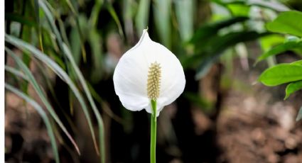 Los mejores consejos para cuidar tu cuna de moisés y tener una explosión floral todo el año