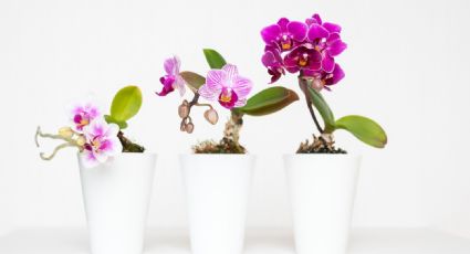 ¿Juntas o separadas? Averigua cómo plantar más de una orquídea en una misma maceta