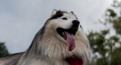 ¡Cuidado con el calor! Protege a tu perrito de un golpe de calor de forma eficaz