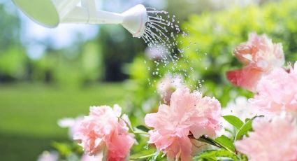 ¿Tienes clavos viejos en casa? Así los puedes usar como abono orgánico para que tus plantas exploten de flores