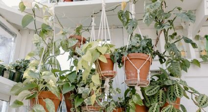 Abono orgánico de cáscara de patata y canela: ¡Floración todo el año para tus plantas de interior!