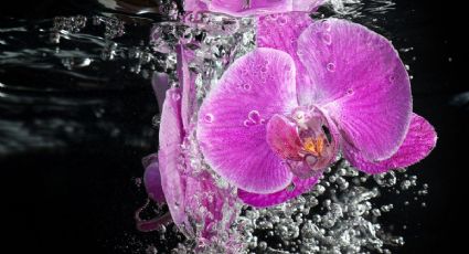 Orquídeas en agua: Guía infalible para cuidar y mantener tus plantas en buen estado