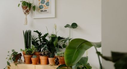 5 plantas de interiores para mejorar la calidad de aire en casa de forma natural