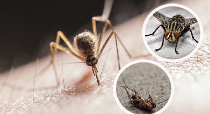 Elimina las moscas, mosquitos y cucarachas con esta mezcla casera en solo unos pasos