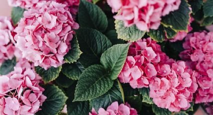 2 cucharaditas de esta mezcla y tus hortensias explotarán de flores todo el año