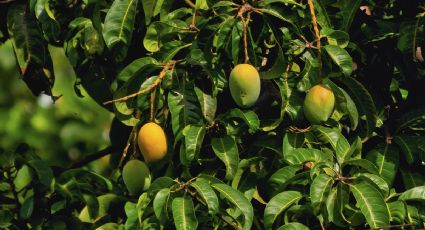 Huertos Urbano: Guía práctica de cuidados para tu árbol de mango