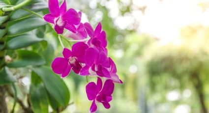 Agua de ajo: Prepara este potente abono líquido para orquídeas y ten una floración todo el año