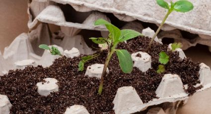 Huerto casero: Esta es la mejor forma de cultivar tus lechugas, reutilizando los cartones de huevo