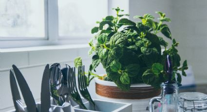 3 plantas de interior para decorar tu cocina si tienes poca iluminación y poco espacio