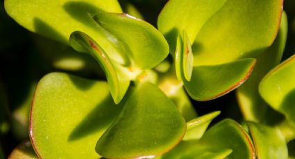 ¿Tu árbol de jade tiene puntos blancos en las hojas? Recupera tu Crassula Ovata con esta bebida