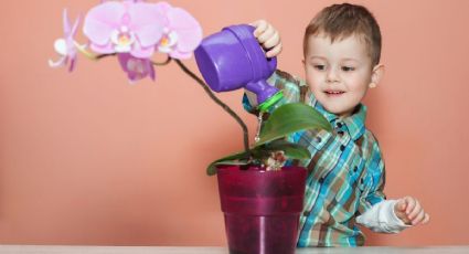 ¿Cada cuánto regar las orquídeas? La guía correcta para evitar que tus flores se marchiten