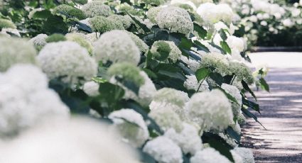 Con solo 3 ingredientes puedes preparar este sencillo abono casero para tus hortensias