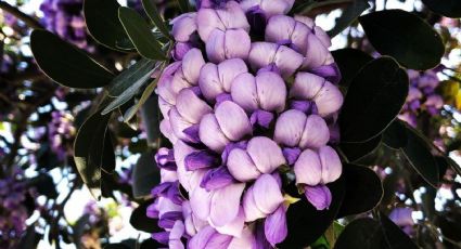 Decora tu jardín con el árbol colorín, fácil de cuidar y de tamaño pequeño