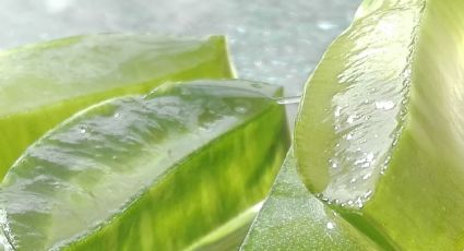 Aloe Vera: Haz una mantequilla de sábila para hacer crecer el pelo en pocos días