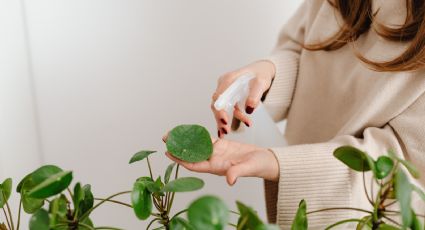 4 fertilizantes caseros que favorecerán el crecimiento de tus plantas de interior