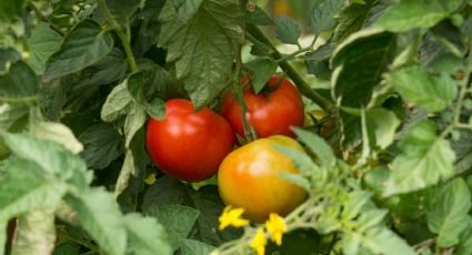 Huerto en casa: Este es el mejor fungicida casero de agua oxigenada para eliminar hongos en los tomates