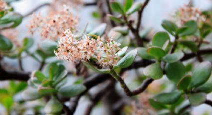 Planta de jade: Conoce el ingrediente de cocina que ayudará a tu planta a florecer todo el año