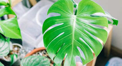 El ingrediente de cocina que debes usar como abono foliar para limpiar las hojas de tus plantas