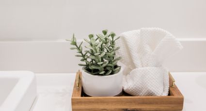 ¿Exceso de humedad en el baño? Estas plantas te ayudarán a absorberla para siempre