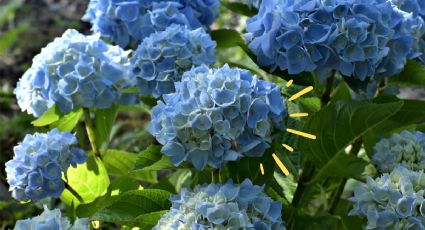 Haz el abono orgánico MÁS BARATO para que tus hortensias exploten de flores