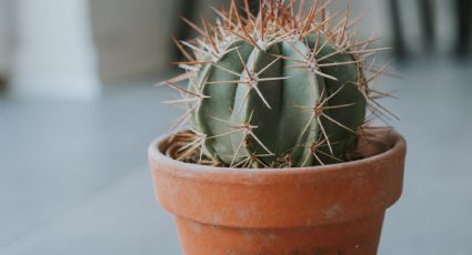 ¿Cómo recuperar un cactus podrido? La forma correcta para revivir tu planta sin lastimarte