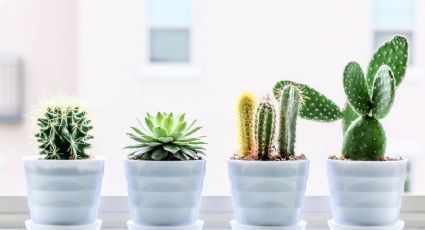 Esta es la razón por la que NO debes tener cactus en casa, según el Feng Shui