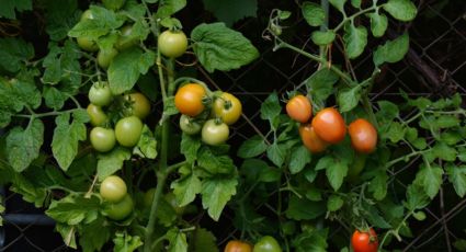 ¿Qué plagas se pueden presentar en la planta de tomate?, evítalas de esta manera